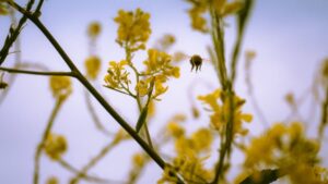 Bees-1200x675