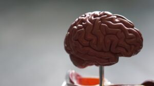 Brain-1536x864