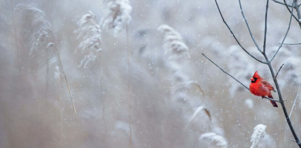 6-jidcnzg2e-ray-hennessy-1200x675