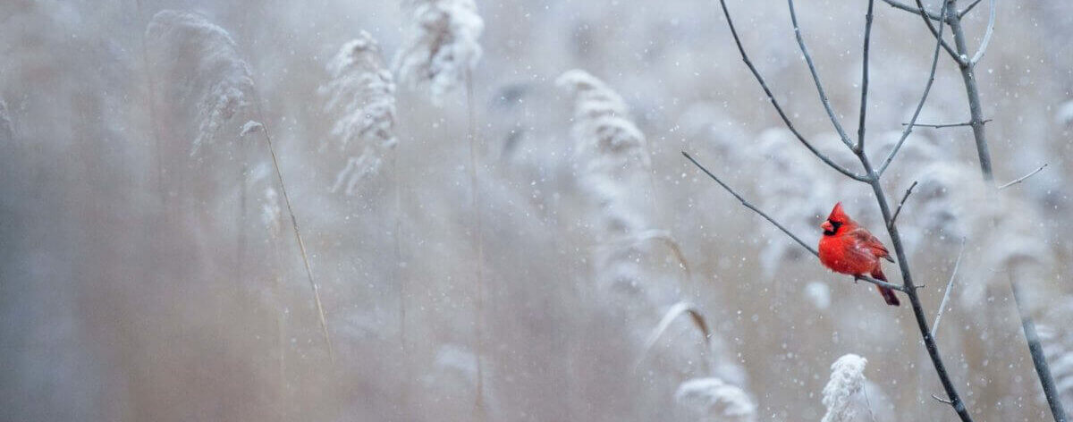 6-jidcnzg2e-ray-hennessy-1200x675